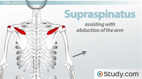 These muscles are much smaller and essentially unnoticeable as part of the physique. Shoulder Muscles Diagram - Labeled Anatomy Chart Of Neck And Shoulder Muscles On White ...