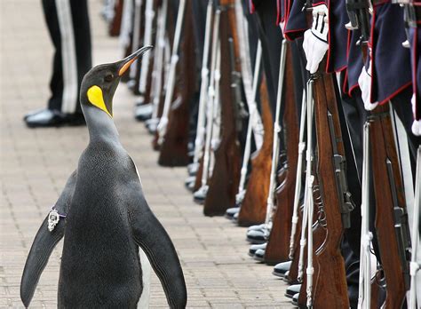 Der impfstoff reichte allerdings zu beginn nicht für alle. Nils Olav wird befördert Schottischer Königspinguin wird ...