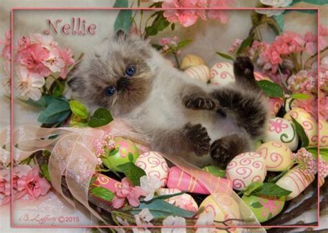 Contact himalayan kittens for sale on messenger. Himalayan Kittens for Sale for Sale in Bayonet Point ...