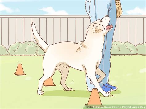 How can i calm my beagle down? 3 Ways to Calm Down a Playful Large Dog - wikiHow