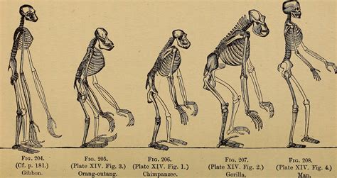 Maybe you would like to learn more about one of these? Are humans apes?