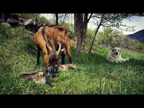 The siberian husky and alaskan malamute are two arctic working breeds often confused for one another. FLOCK OF "30 CABRES" - LIVESTOCK GUARDIAN DOG - PYRENEAN ...