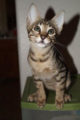 All foundation savannahs have the letter 'f' and a number associated with it to indicate how many the savannah pet is characterized by different behavioral patterns. F5 & F6 Savannah Kittens in Las Vegas, NV for Sale in Las ...