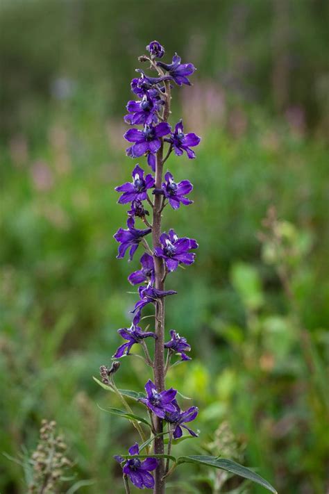 Successfully complete a date wherein the girls become exhausted or upset at least 8 times between them stamina management is key here. Alaskan Wildflowers | Larkspur flower, Snow plant