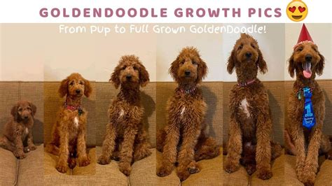 What color will my goldendoodle puppy? From Pup to Full Grown Goldendoodle! Goldendoodle Growth ...