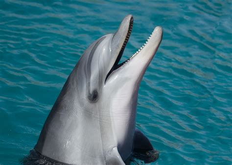 This is how we do is a song recorded by american singer katy perry for her fourth studio album, prism (2013). Dolphin Talk: How Do Dolphins Communicate with One Another ...
