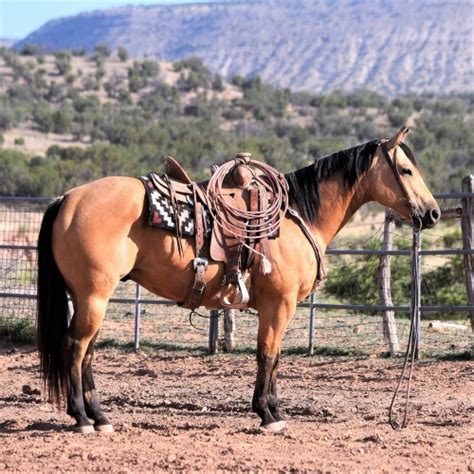 Buckskin (horse), a body color of horses similar to buckskin leather, the animals also have a black mane and tail. Buckskin Ranch Gelding