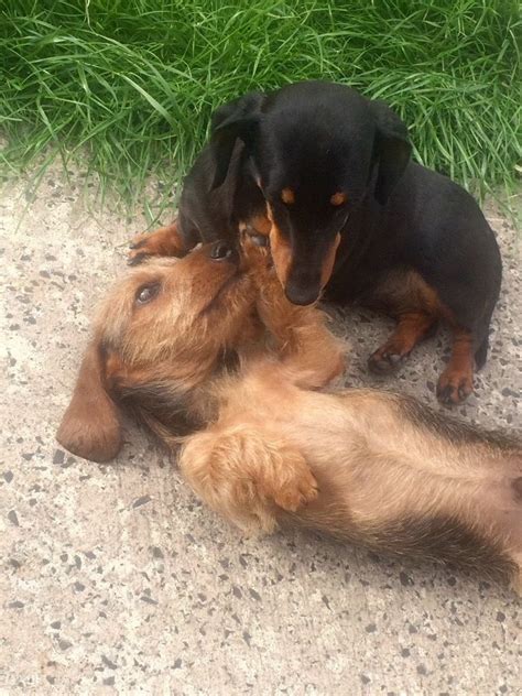 Dachshundhave great physical and mental characteristics that make them excellent partners for responsible, active, and caring owners. Dachshund Puppies For Sale | Kentucky Street, KS #221400