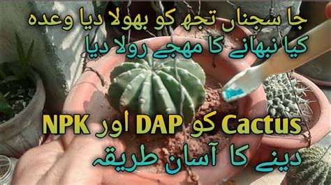 For what it's worth, the npk, ph, salinity findings are below. DAP || NPk || cactus plant KO fertilizer deny ka treeka ...