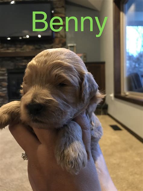 Iowa homegrown f1b mini goldendoodles raised in southeast iowa. Goldendoodle Puppies For Sale | Cold Spring, MN #183583