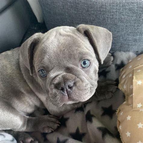 We now have available four blue male puppies for sale.oneblue fawn boy eight. Healthy French Bulldog Puppies for sale - FrenchieForSale.com