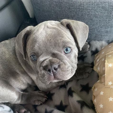 The french bulldog was bred to be smaller. Healthy French Bulldog Puppies for sale - FrenchieForSale.com