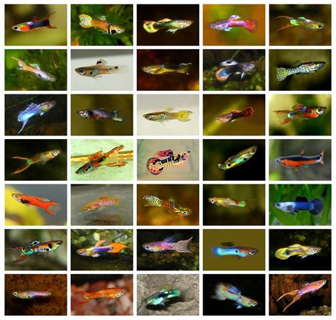 Bond auf der halbinsel paria gefangen und in die usa verschickt. 20 x Mixed Lot of Endler Guppy Fry (Miniature Livebearer ...