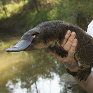 3,555 ducks pets products are offered for sale by suppliers on alibaba.com, of which chew toys accounts for you can also choose from rubber, plastic, and silicone ducks pets, as well as from sustainable, stocked, and travel ducks pets, and whether. Six of the best places to see platypus | Australian ...