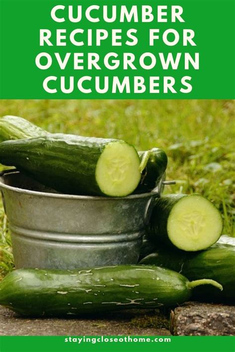 Cucumbers can also be served or blended with fruits like melon to make a cool salad or gazpacho. 4 Cucumber Recipes for Overgrown Cucumbers (Cucumber ...