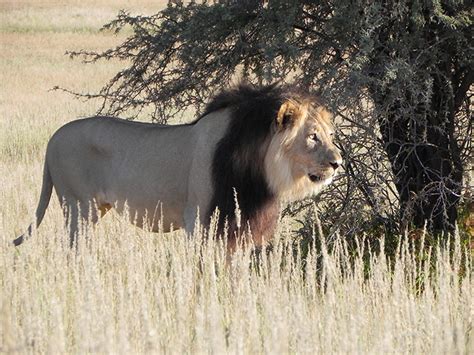 Here is another black lion except this one is real — and really coated in black mud. Experiencing the real Kalahari - Africa Geographic