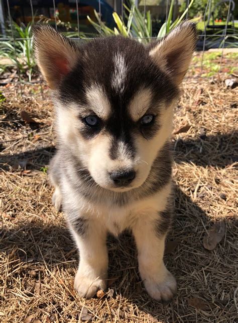 Puppies free to forever home. Florida Husky Den - Siberian Husky Puppies For Sale - Born on 01/21/2020