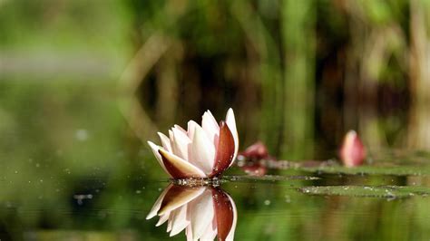 Teratai atau lotus adalah jenis tanaman air terapung dari genus nelumbo. 31+ Gambar Bunga Teratai Wallpaper - Gambar Bunga Indah