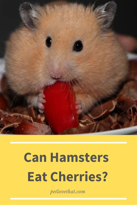 Unfortunately they cant eat cat food at all. Can Hamsters Eat Cherries | Hamster food, Hamster, Hamster ...