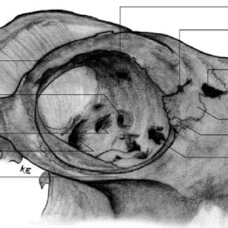 Male body surface anatomy (anterior and posterior views). Details of caudal part of lateral view of adult male skull (See... | Download Scientific Diagram