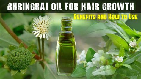 I bought this oil as it says it helps in controlling greying of hair naturally. Bhringraj Oil for Hair Growth: Benefits and How to Use ...