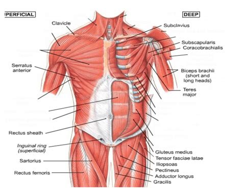 Muscles chart description muscular body woman. Front Torso Muscle