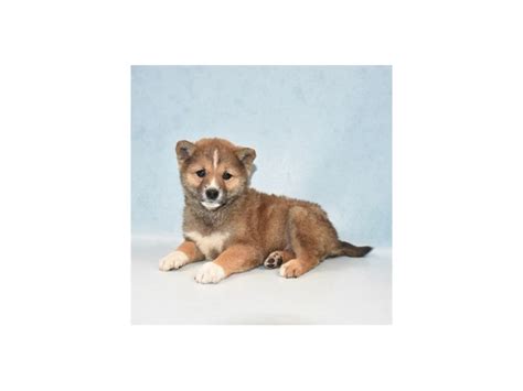 Miki, a las vegas shiba inu dog was adopted! Shiba Inu-DOG-Female-Red Sesame-2641416-Petland Las Vegas, NV