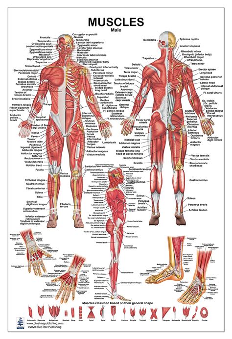Read below for more information on why you may be having prolonged or sudden pain in the middle of your back, related symptoms, and treatment options. Amazon.com: Muscles Male Poster - 2 Views 24x36inch, for ...