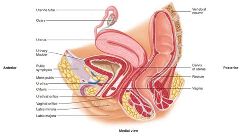 The female gonads, or sexual glands, are the ovaries; Female Reproductive System