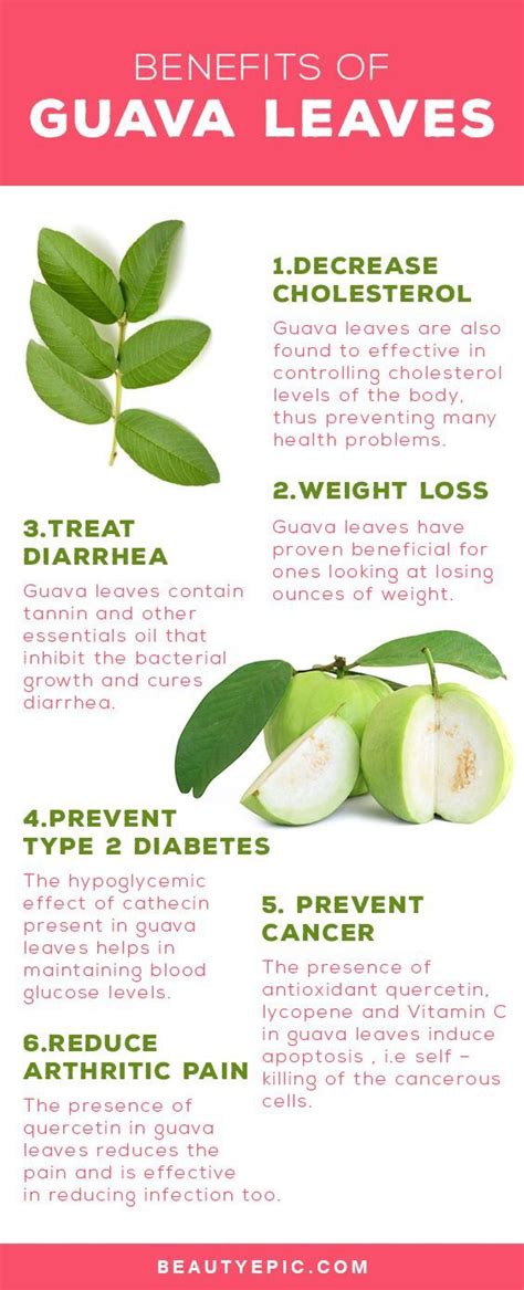 Guava is the least chemically sprayed and treated fruit, and you can now easily find it in america and asia. 20 Benefits and Medicinal Uses of Guava Leaves You Never ...