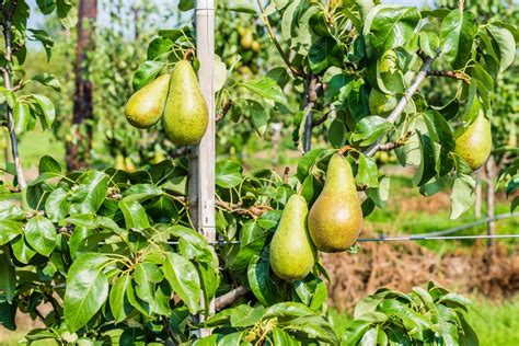 Espalier ( / ɪ ˈ s p æ l ɪər / or / ɪ ˈ s p æ l i. How to Create a Step-Over Espalier Hedge - Gardening