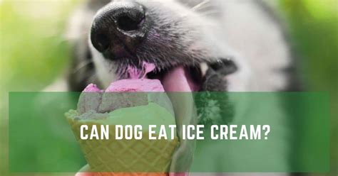 Puppies can have doggy ice cream in small amounts as long as they are old enough to eat treats. Can Dogs Eat Ice Cream safely? - Dogfooditems