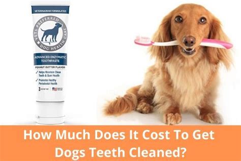 Based on the few reports i received, the average cost to have your dog's teeth cleaned in canada is almost twice that ($1,244). How Much Does It Cost To Get Dogs Teeth Cleaned?