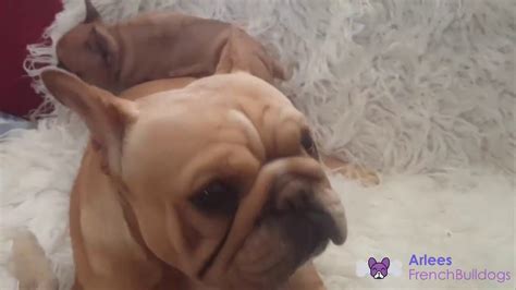 All our puppies meet akc breed standards for conformation of breed standards and healthy. French Bulldog Breeder's - Alma's Girl Puppy - Part 2 ...