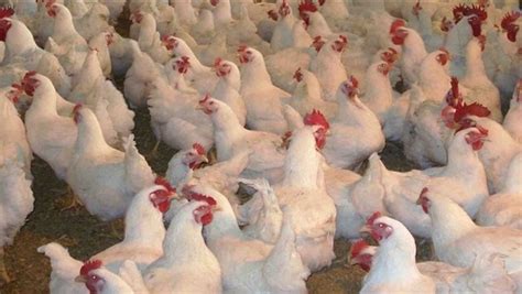 Fin de l'exercice d'allemand pays voisins de l'allemagne un exercice d'allemand gratuit pour apprendre l'allemand. Les pays voisins du Sénégal, à l'exception de la ...