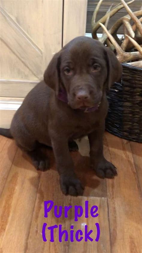 Labrador retriever for sale in louisiana. Chocolate Lab Puppies - Louisiana Sportsman Classifieds, LA