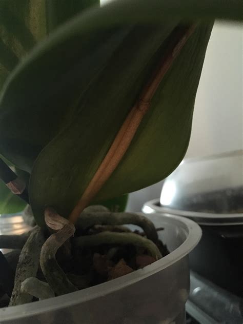 You can cook once, and eat a few meals or take the leftovers for lunch. Can any orchid experts me why my orchid stem is doing this ...