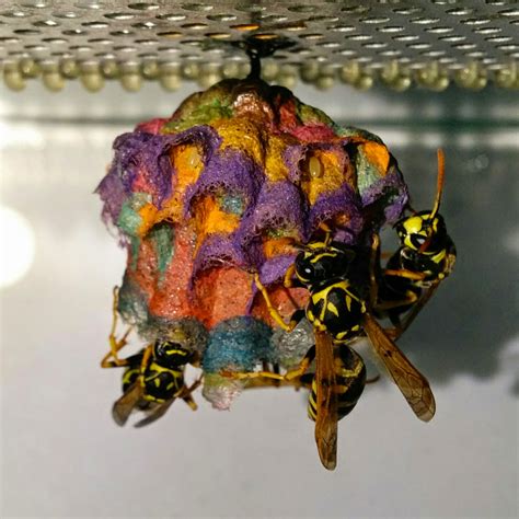 When they infest a window frame it can be difficult to get rid of them but there are several ways, including calling a professional. Coexisting with Friendly Paper Wasps