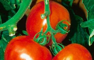 20 units of botox at spa bella medispa (50% off). Tomatoes | Nick's Garden Center & Nursery | Denver CO
