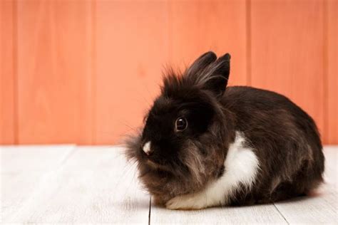 By david woods on may 14, 2019 in other. 450+ Rabbit Names: Cute & Funny Names For Bunnies Of All ...