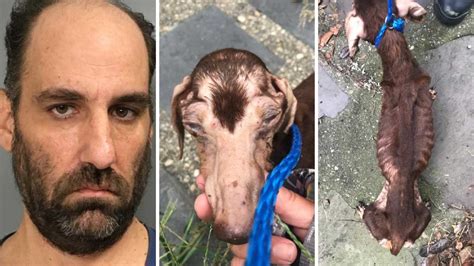 Forgotten friends of long island have been providing the local community with loving cat adoption for years. Man charged after dog found emaciated in Bay Shore, Long ...