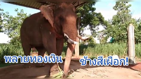 ช้างน้อยขี้งอน - YouTube