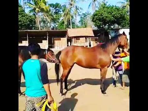 Kawin silang kuda lokal kota merauke (bukan sandel) dengan kuda g4. Kuda kawin.(((nyata & angelo)))) - YouTube