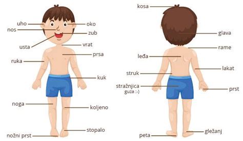 Body parts vocabulary games for esl, memory game, classroom educational games, board games, body parts vocabulary game on ipad, html5 and mobile learners Basic Croatian vocabulary: Parts of the body