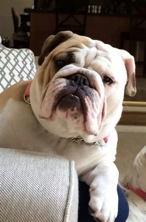 English bulldog prices start at $1,000 and up, depending on many factors. 6 Ways You May Be Hurting Your Bulldog's Feelings Without ...