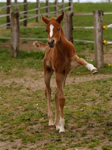 Pin by LydiaAnn Slabaugh on Funny - High Five | Horses, Dressage horses, Baby horses