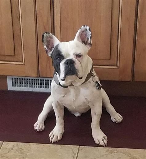 Puppy mill french bulldog afraid to walk on grass transformed by care and a crew of canines. Chicago French Bulldog Rescue Inc NFP Reviews and Ratings ...