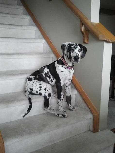 Vet checked puppies, akc registered great dane puppies available. This is my Great Dane puppy, Prima. Her colour is called ...