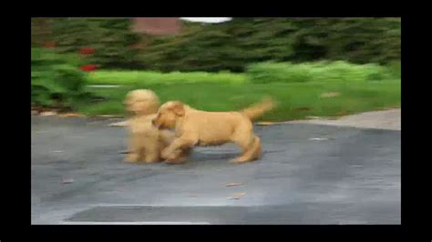 From their first breath and learning to walk, to teething and playtime. Golden Retriever Puppies For Sale - YouTube