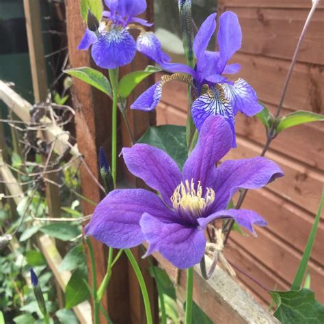 John kiszeli, по имени арабелла. Clematis 'Arabella' (Integrifolia Group), Clematis ...